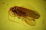Detailed Fossil Caddisfly (Trichoptera) In Baltic Amber #170060-2
